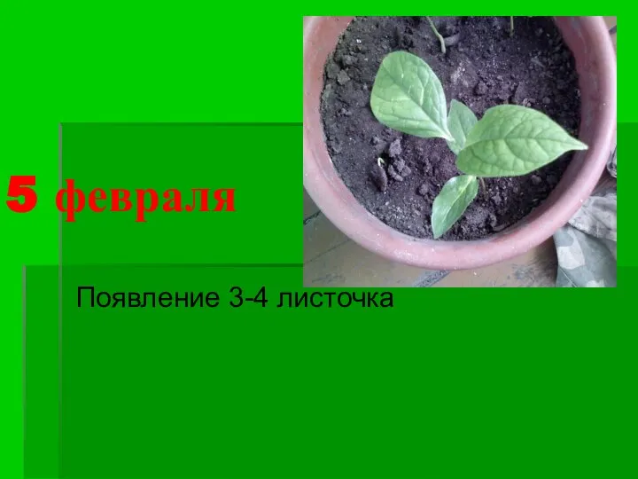 5 февраля Появление 3-4 листочка