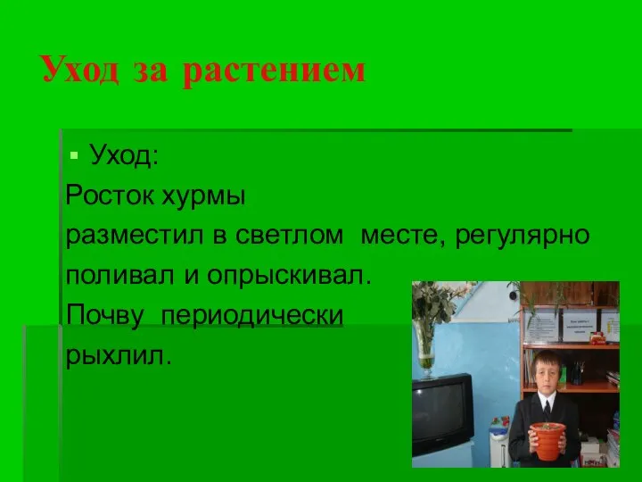 Уход за растением Уход: Росток хурмы разместил в светлом месте, регулярно