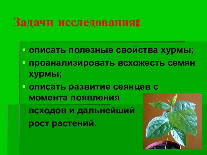 Задачи исследования: описать полезные свойства хурмы; проанализировать всхожесть семян хурмы; описать