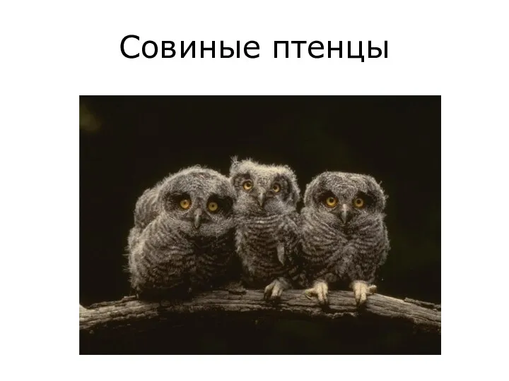 Совиные птенцы