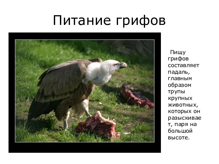 Питание грифов Пищу грифов составляет падаль, главным образом трупы крупных животных,