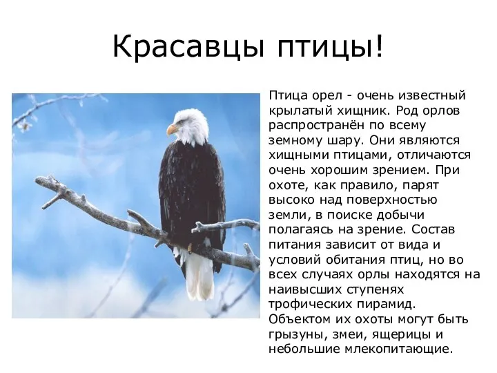 Красавцы птицы! Птица орел - очень известный крылатый хищник. Род орлов