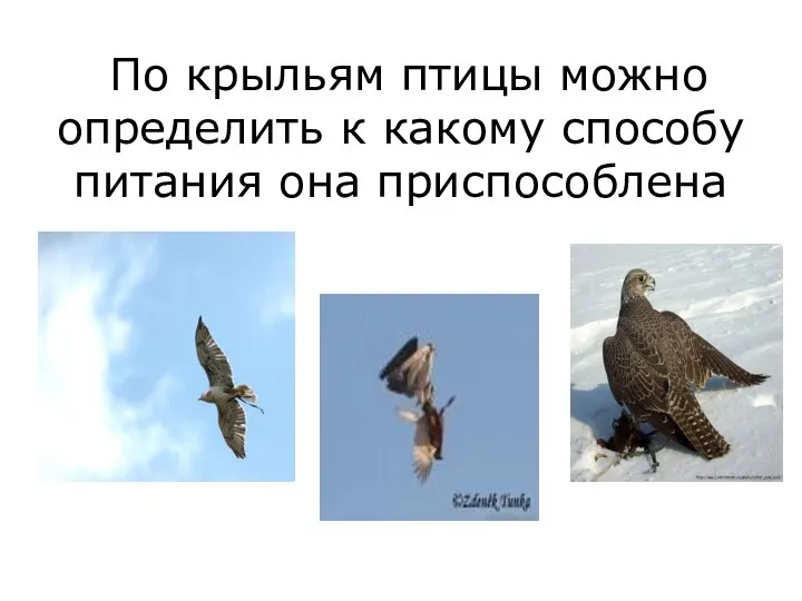 По крыльям птицы можно определить к какому способу питания она приспособлена