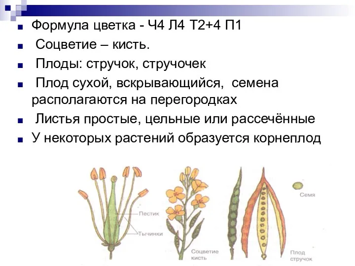 Формула цветка - Ч4 Л4 Т2+4 П1 Соцветие – кисть. Плоды: