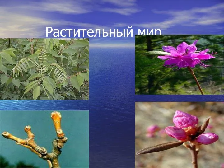 Растительный мир