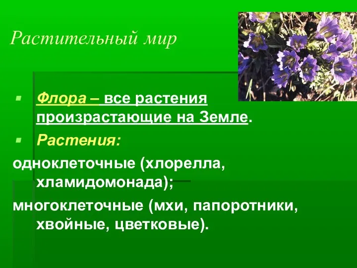 Растительный мир Флора – все растения произрастающие на Земле. Растения: одноклеточные