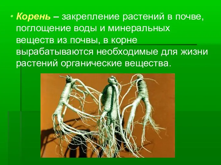 Корень – закрепление растений в почве, поглощение воды и минеральных веществ