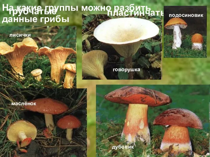 На какие группы можно разбить данные грибы лисички трубчатые пластинчатые