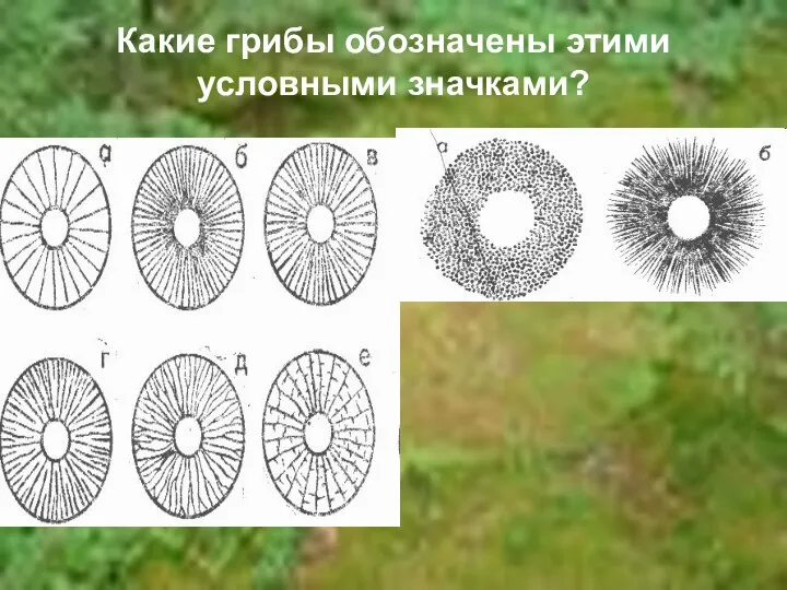 Какие грибы обозначены этими условными значками?