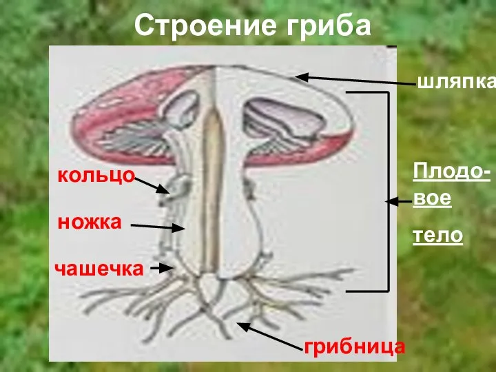 Строение гриба шляпка грибница Плодо-вое тело кольцо ножка чашечка