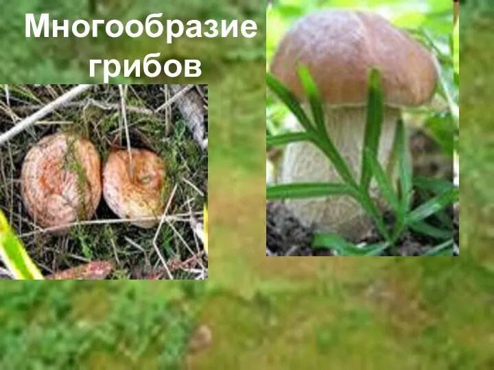 Многообразие грибов