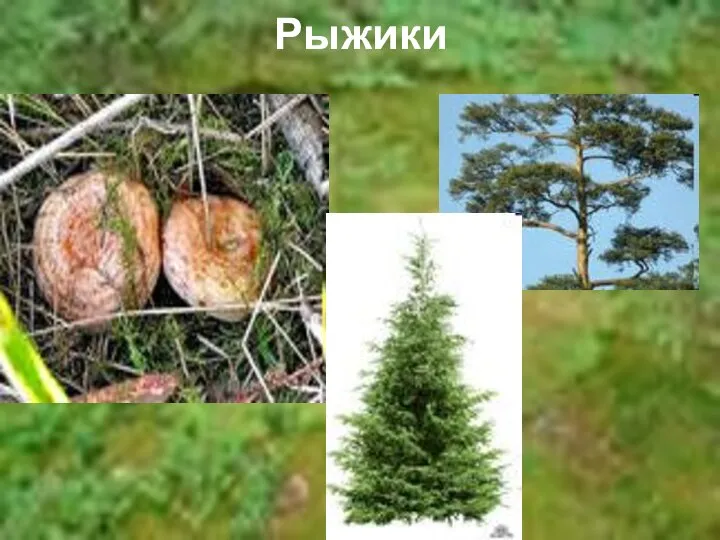 Рыжики