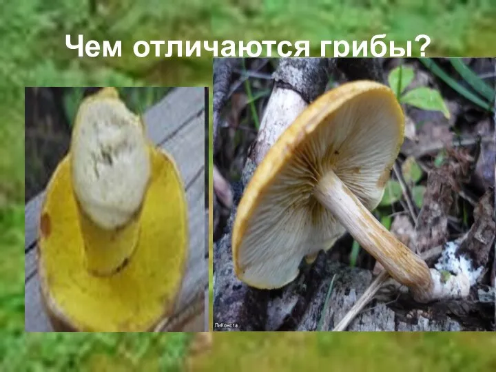 Чем отличаются грибы?