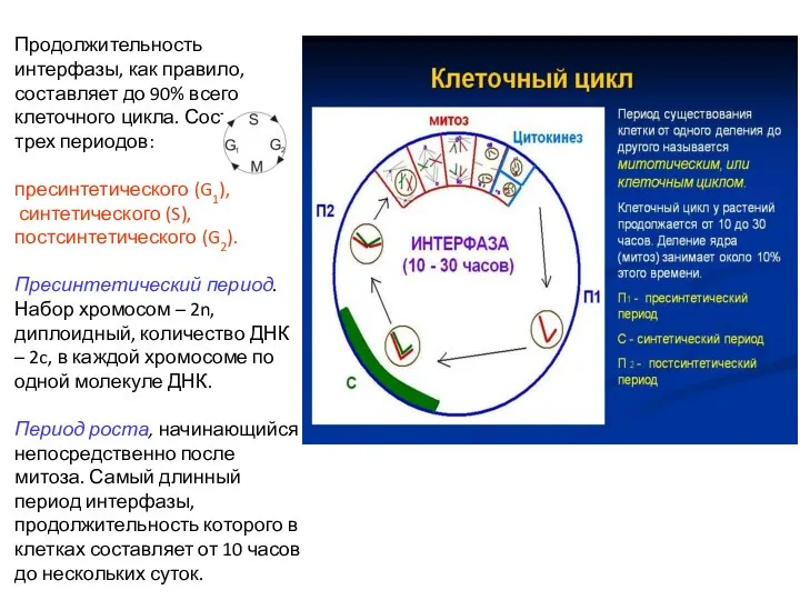 Продолжительность интерфазы, как правило, составляет до 90% всего клеточного цикла. Состоит