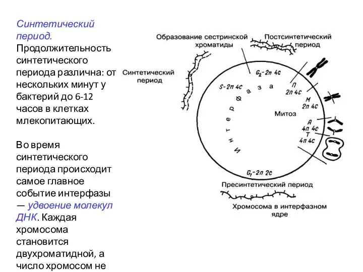 Синтетический период. Продолжительность синтетического периода различна: от нескольких минут у бактерий