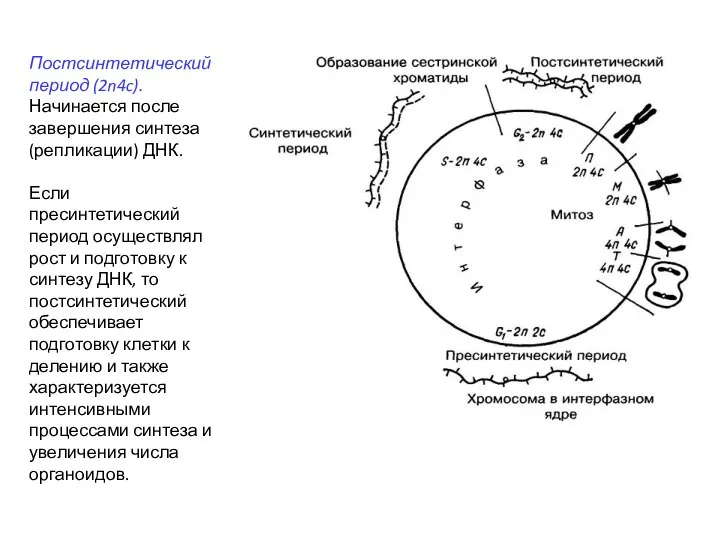 Постсинтетический период (2n4c). Начинается после завершения синтеза (репликации) ДНК. Если пресинтетический