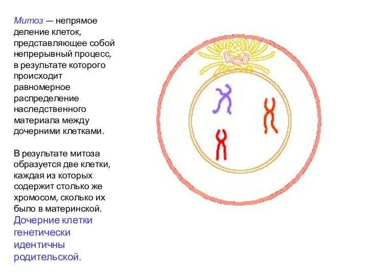 Митоз — непрямое деление клеток, представляющее собой непрерывный процесс, в результате