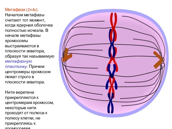 Метафаза (2n4c). Началом метафазы считают тот момент, когда ядерная оболочка полностью