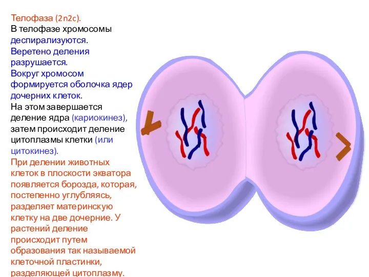 Телофаза (2n2c). В телофазе хромосомы деспирализуются. Веретено деления разрушается. Вокруг хромосом