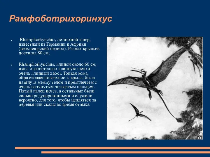 Рамфоботрихоринхус Rhamphorhynchus, летающий ящер, известный из Германии и Африки (верхнеюрский период).