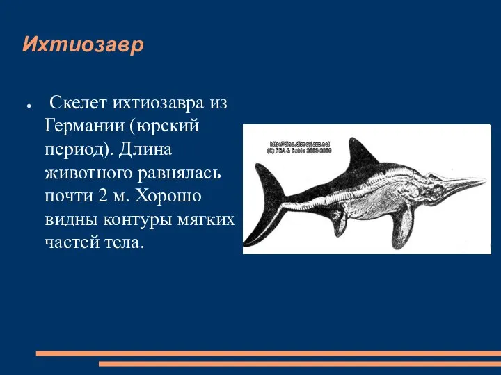 Ихтиозавр Скелет ихтиозавра из Германии (юрский период). Длина животного равнялась почти