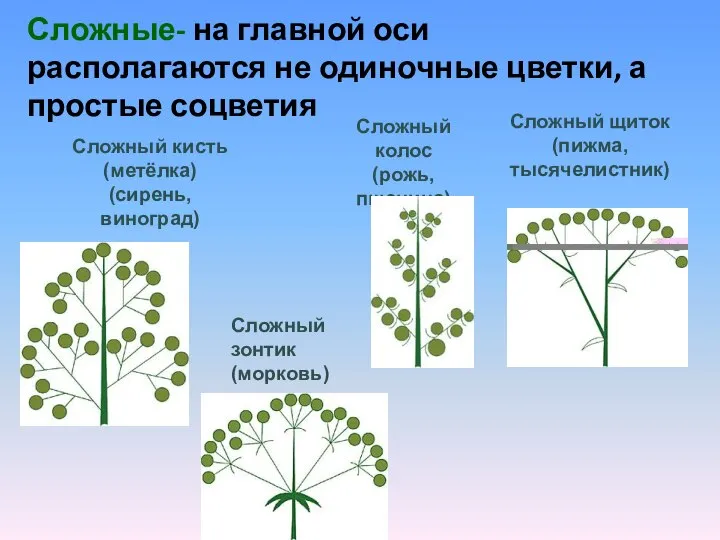 Сложные- на главной оси располагаются не одиночные цветки, а простые соцветия