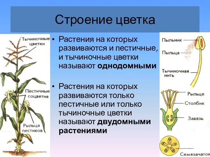 Строение цветка Растения на которых развиваются и пестичные, и тычиночные цветки