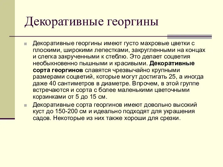 Декоративные георгины Декоративные георгины имеют густо махровые цветки с плоскими, широкими