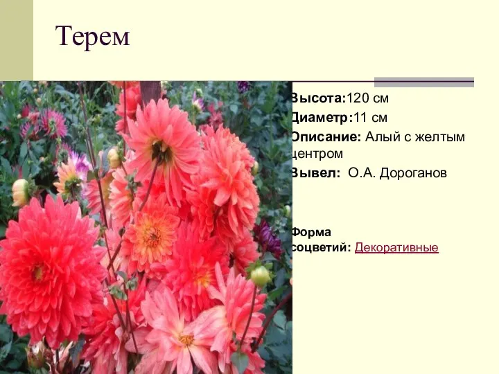 Терем Высота:120 см Диаметр:11 см Описание: Алый с желтым центром Вывел: О.А. Дороганов Форма соцветий: Декоративные