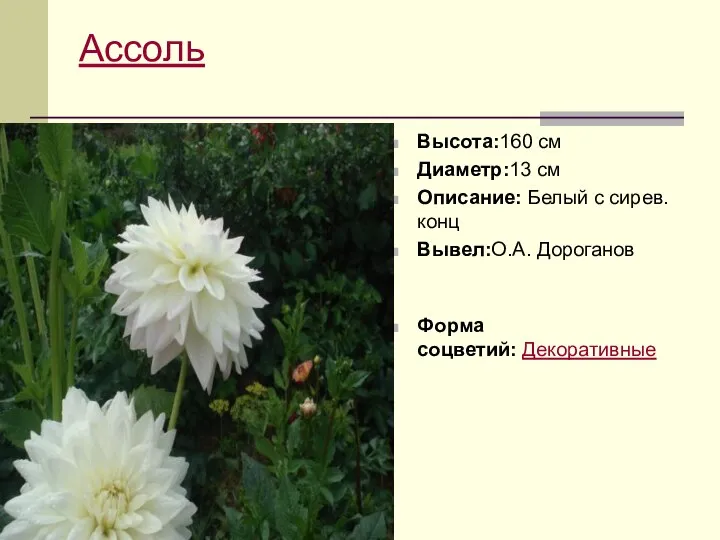 Ассоль Высота:160 см Диаметр:13 см Описание: Белый с сирев. конц Вывел:О.А. Дороганов Форма соцветий: Декоративные