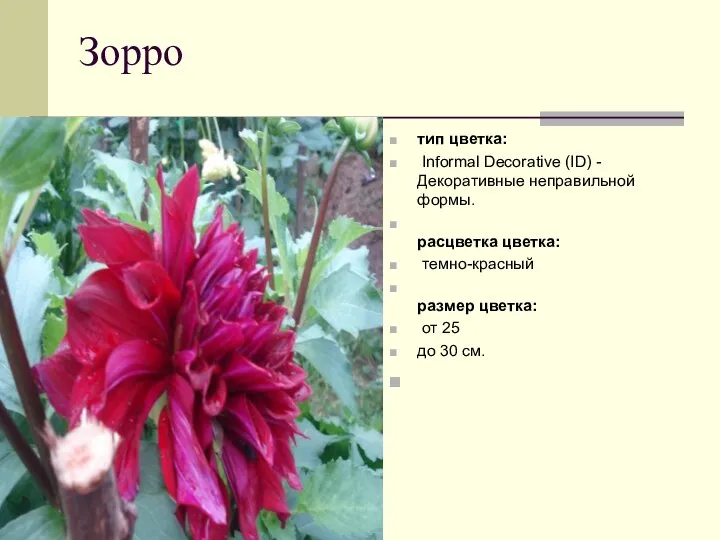 Зорро тип цветка: Informal Decorative (ID) - Декоративные неправильной формы. расцветка
