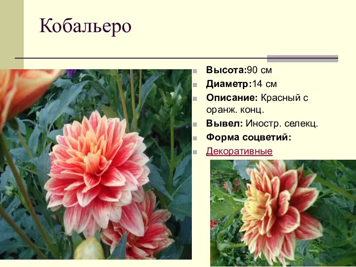 Кобальеро Высота:90 см Диаметр:14 см Описание: Красный с оранж. конц. Вывел: Иностр. селекц. Форма соцветий: Декоративные