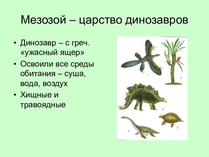 Мезозой – царство динозавров Динозавр – с греч. «ужасный ящер» Освоили