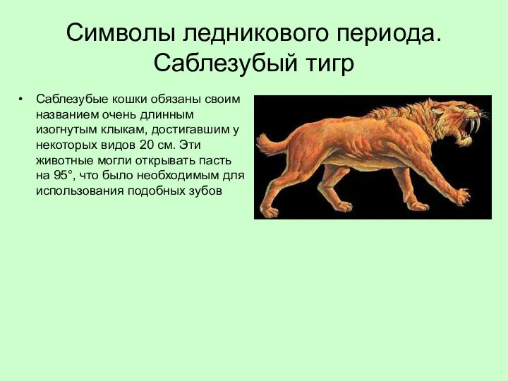 Символы ледникового периода. Саблезубый тигр Саблезубые кошки обязаны своим названием очень