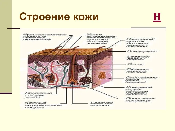 Строение кожи Н