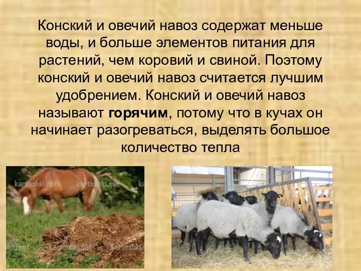 Конский и овечий навоз содержат меньше воды, и больше элементов питания