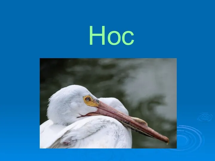 Нос