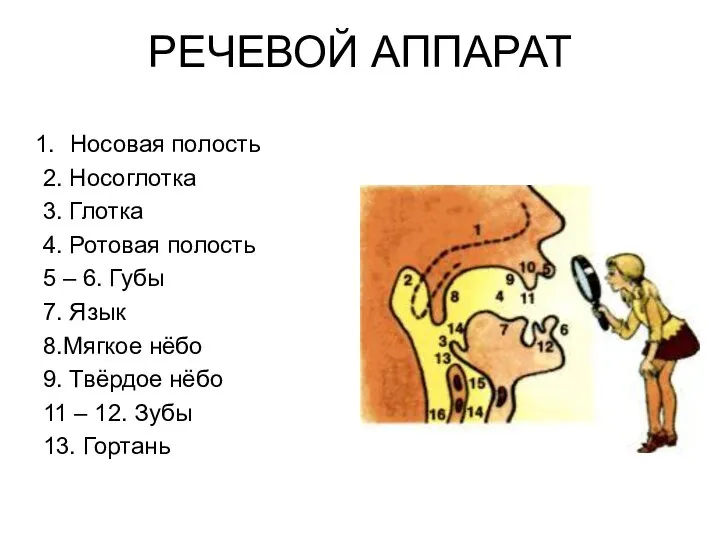 РЕЧЕВОЙ АППАРАТ Носовая полость 2. Носоглотка 3. Глотка 4. Ротовая полость