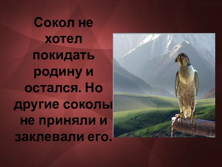 Сокол не хотел покидать родину и остался. Но другие соколы не приняли и заклевали его.