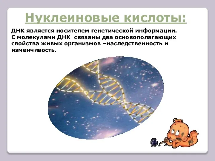 Нуклеиновые кислоты: ДНК является носителем генетической информации. С молекулами ДНК связаны