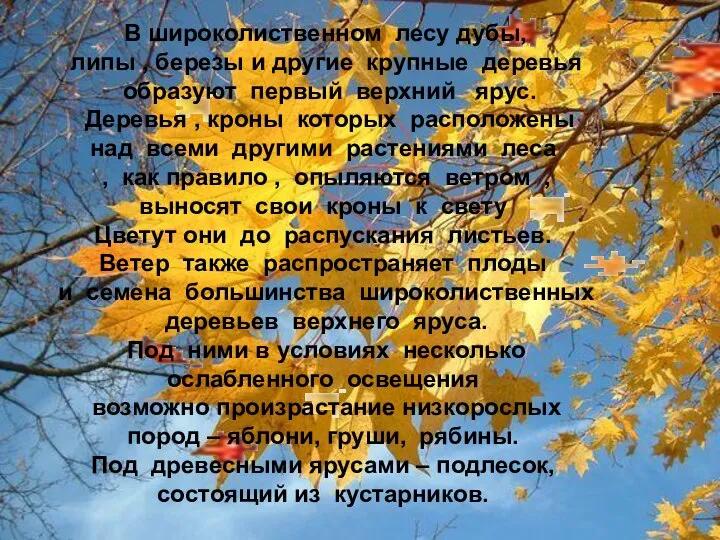 В широколиственном лесу дубы, липы , березы и другие крупные деревья