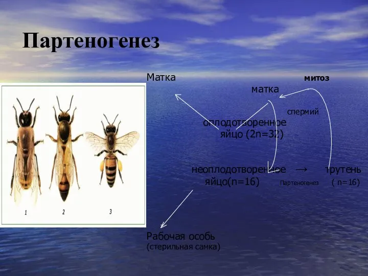 Партеногенез Матка митоз матка спермий оплодотворенное яйцо (2n=32) неоплодотворенное → трутень