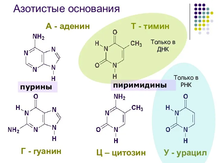 Азотистые основания Г - гуанин Ц – цитозин У - урацил