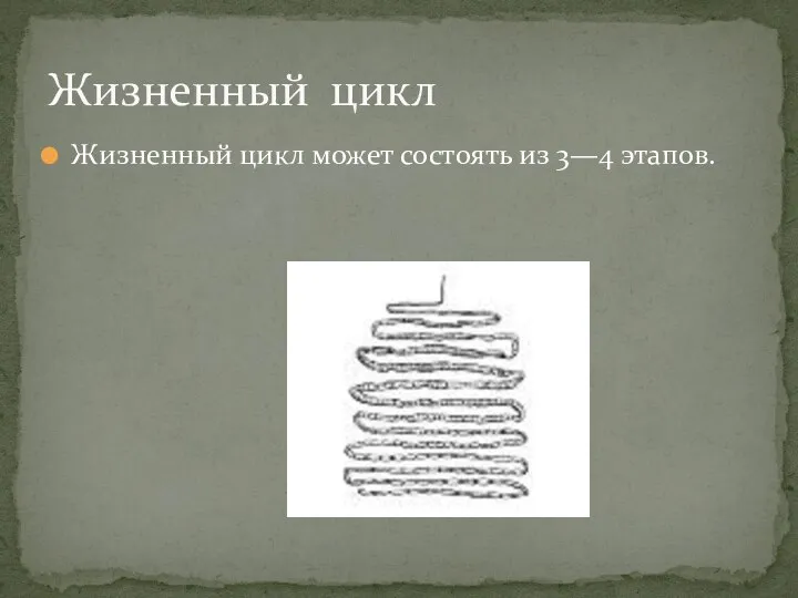 Жизненный цикл может состоять из 3—4 этапов. Жизненный цикл