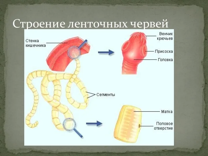 Строение ленточных червей