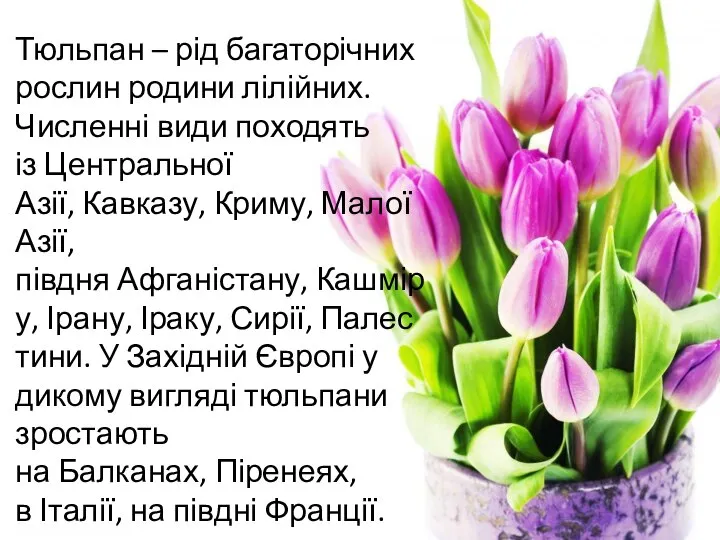 Тюльпан – рід багаторічних рослин родини лілійних. Численні види походять із