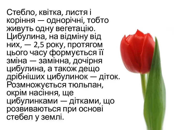 Стебло, квітка, листя і коріння — однорічні, тобто живуть одну вегетацію.