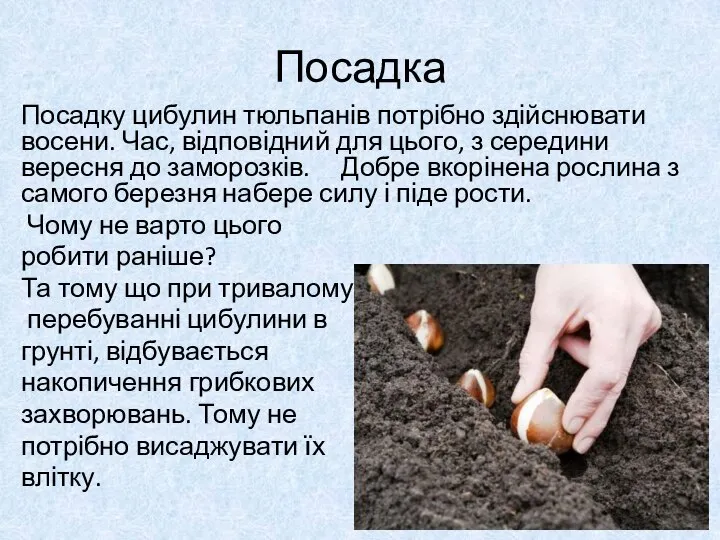 Посадка Посадку цибулин тюльпанів потрібно здійснювати восени. Час, відповідний для цього,