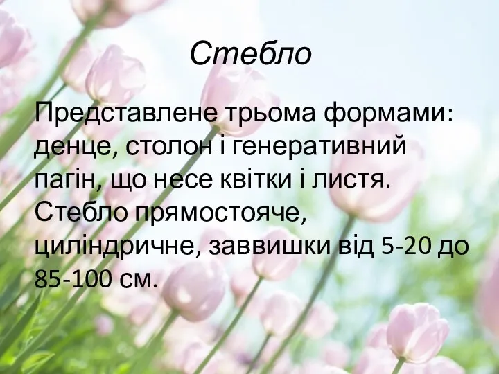 Стебло Представлене трьома формами: денце, столон і генеративний пагін, що несе