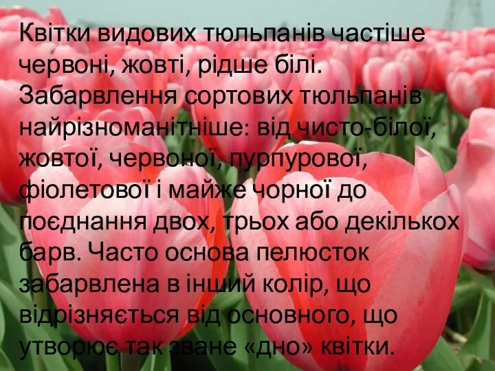 Квітки видових тюльпанів частіше червоні, жовті, рідше білі. Забарвлення сортових тюльпанів